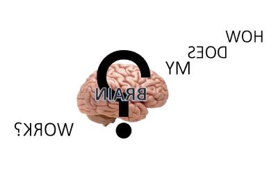 image of brain and words how does my brain work